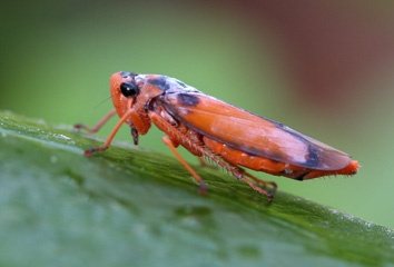 IMG_3156a